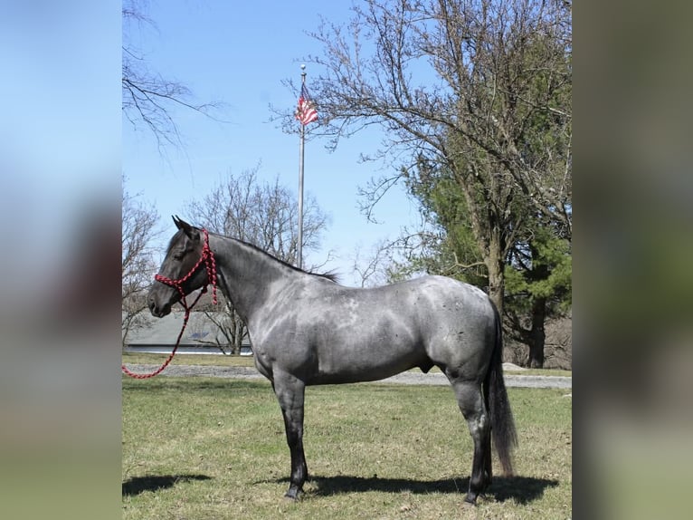 American Quarter Horse Ruin 4 Jaar 155 cm Roan-Blue in Allentown