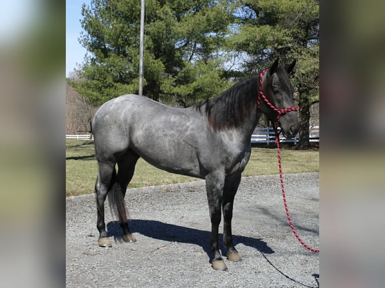 American Quarter Horse Ruin 4 Jaar 155 cm Roan-Blue in Allentown