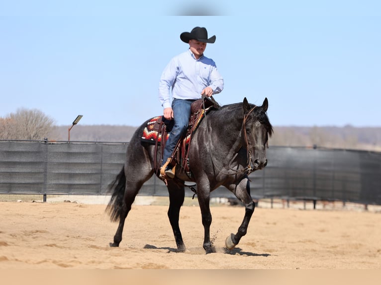 American Quarter Horse Ruin 4 Jaar 155 cm Roan-Blue in Buffalo, MO