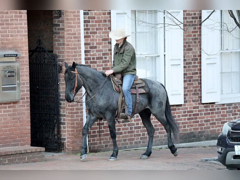 American Quarter Horse Ruin 4 Jaar 155 cm Roan-Blue in Mc Connellsburg