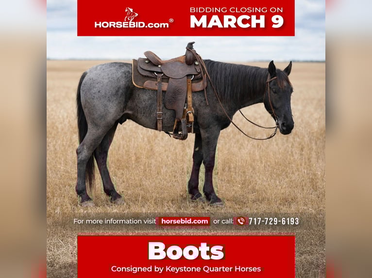 American Quarter Horse Ruin 4 Jaar 155 cm Roan-Blue in Mc Connellsburg