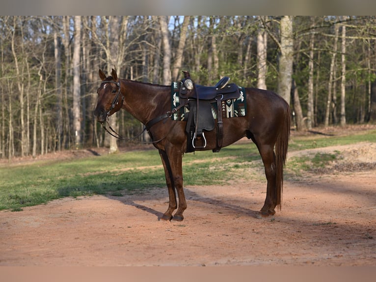 American Quarter Horse Ruin 4 Jaar 155 cm Roan-Red in Hull