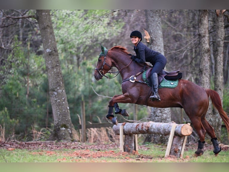 American Quarter Horse Ruin 4 Jaar 155 cm Roan-Red in Hull