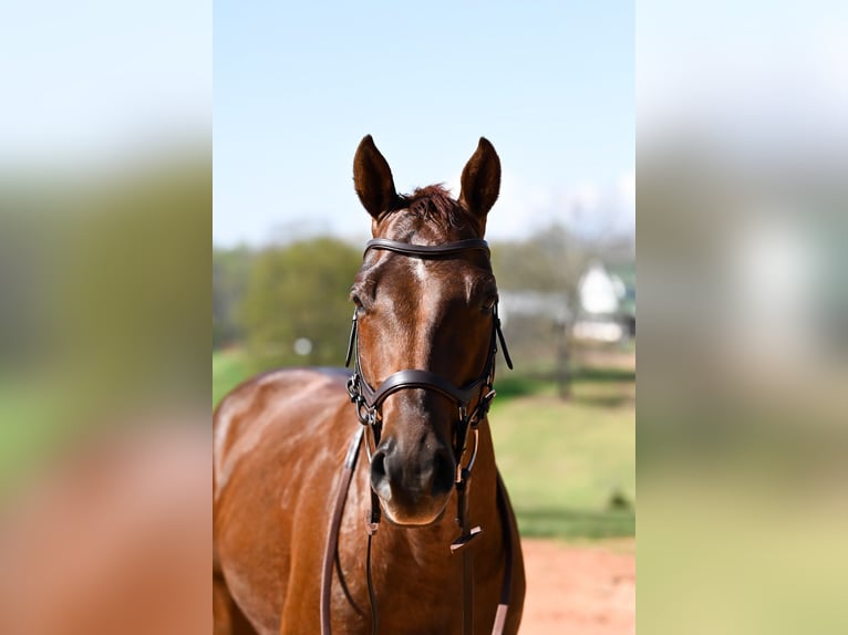 American Quarter Horse Ruin 4 Jaar 155 cm Roan-Red in Hull