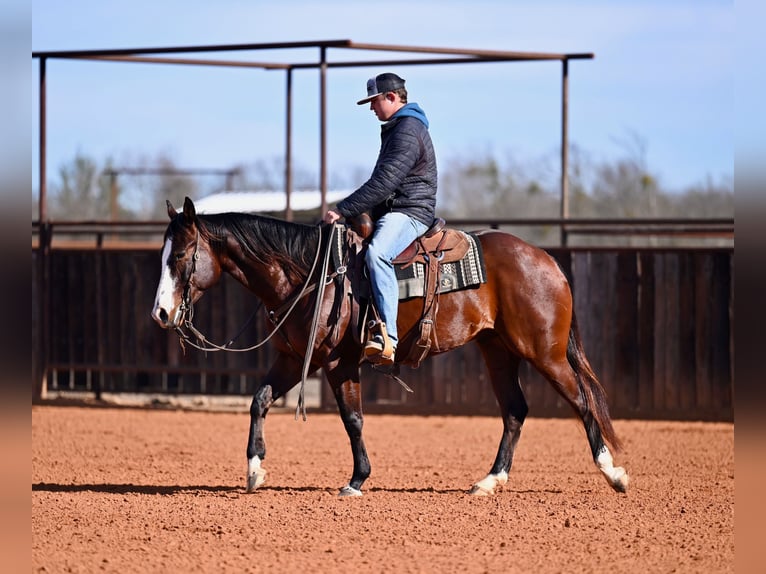 American Quarter Horse Ruin 4 Jaar 155 cm Roodbruin in Waco