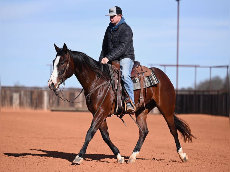 American Quarter Horse Ruin 4 Jaar 155 cm Roodbruin in Waco