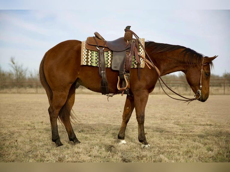 American Quarter Horse Ruin 4 Jaar 155 cm Roodbruin in Georgetown