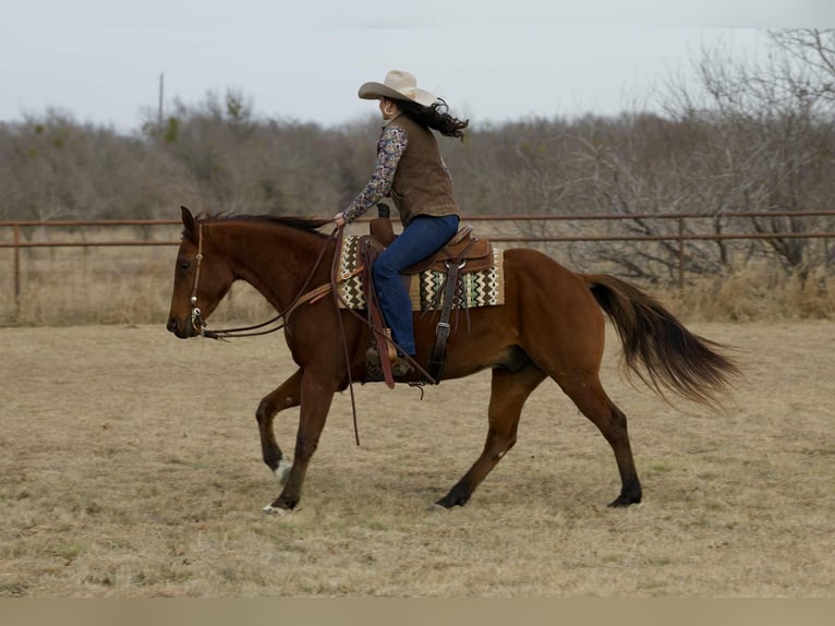 American Quarter Horse Ruin 4 Jaar 155 cm Roodbruin in Georgetown