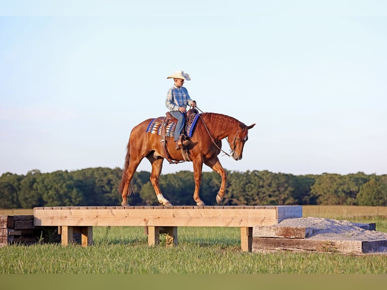 American Quarter Horse Ruin 4 Jaar 155 cm Roodvos in Adair, OK