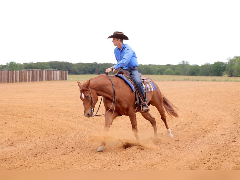 American Quarter Horse Ruin 4 Jaar 155 cm Roodvos in Adair, OK