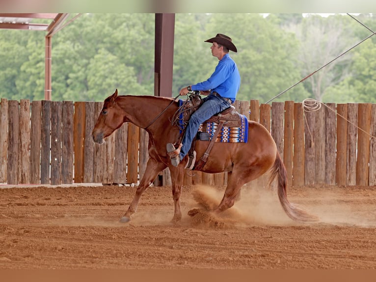 American Quarter Horse Ruin 4 Jaar 155 cm Roodvos in Adair, OK