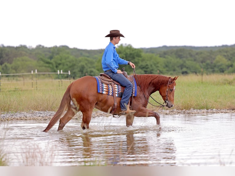 American Quarter Horse Ruin 4 Jaar 155 cm Roodvos in Adair, OK