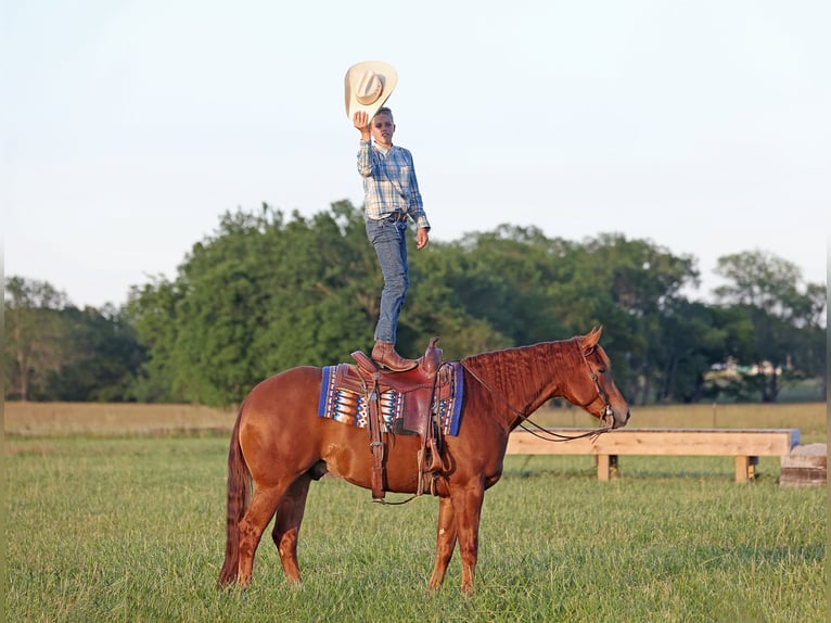 American Quarter Horse Ruin 4 Jaar 155 cm Roodvos in Adair, OK