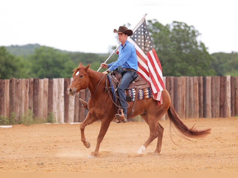 American Quarter Horse Ruin 4 Jaar 155 cm Roodvos in Adair, OK