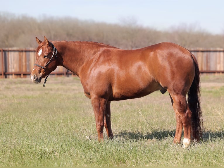 American Quarter Horse Ruin 4 Jaar 155 cm Roodvos in Adair, OK