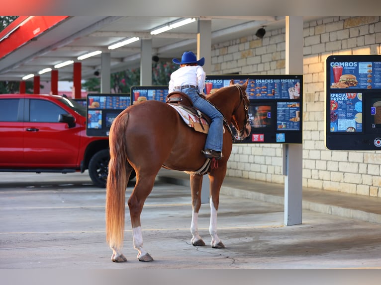 American Quarter Horse Ruin 4 Jaar 155 cm Roodvos in Weatherford
