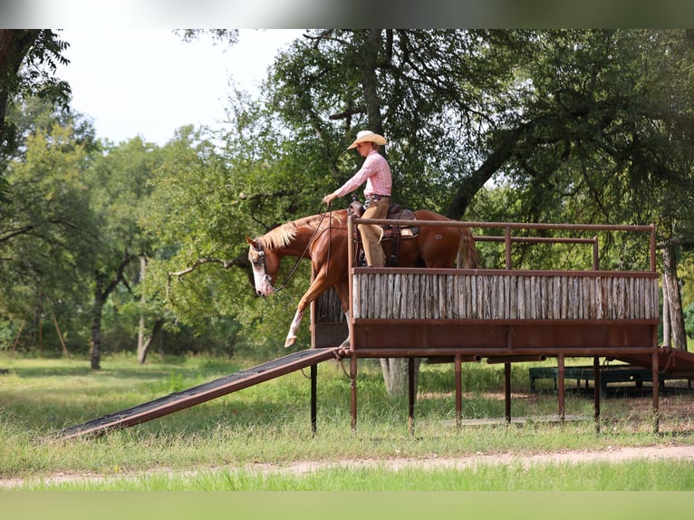 American Quarter Horse Ruin 4 Jaar 155 cm Roodvos in Weatherford