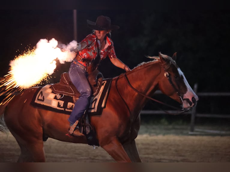 American Quarter Horse Ruin 4 Jaar 155 cm Roodvos in Weatherford