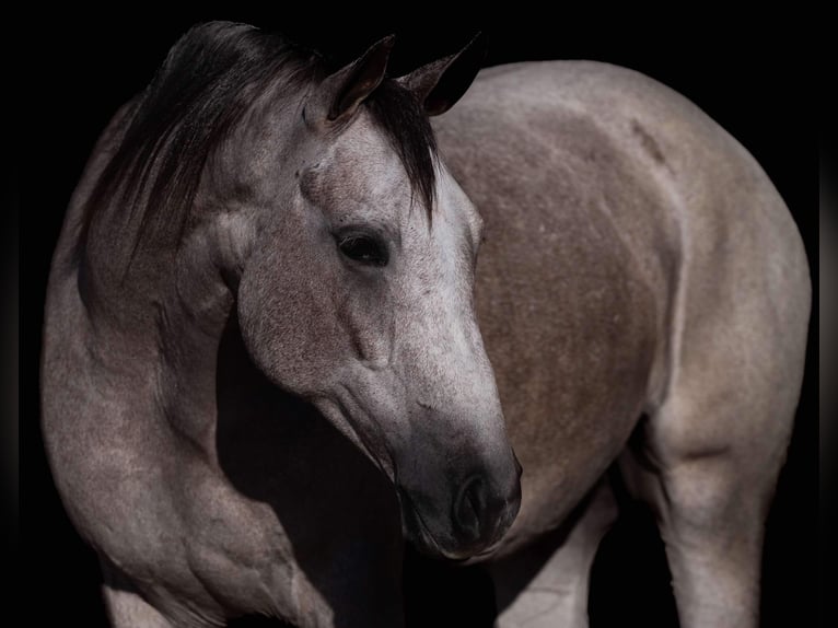 American Quarter Horse Ruin 4 Jaar 155 cm Schimmel in Canyon, TX