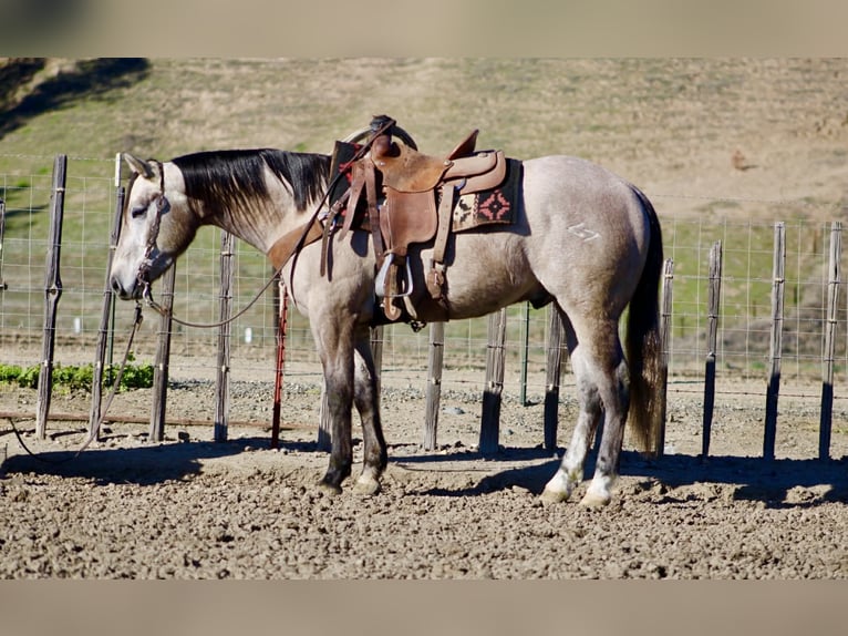 American Quarter Horse Ruin 4 Jaar 155 cm Schimmel in Paicines CA