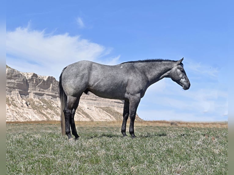 American Quarter Horse Ruin 4 Jaar 155 cm Schimmel in Bayard, Nebraska