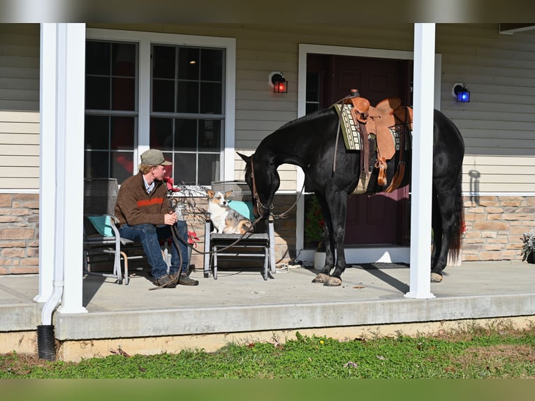 American Quarter Horse Ruin 4 Jaar 155 cm Zwart in Batesville