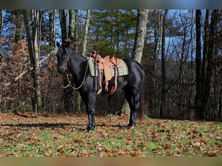 American Quarter Horse Ruin 4 Jaar 155 cm Zwart in Batesville