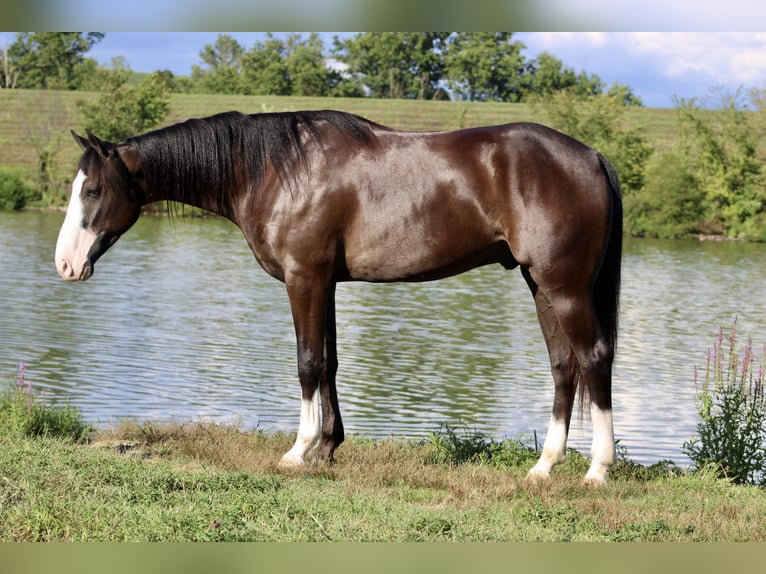 American Quarter Horse Ruin 4 Jaar 155 cm Zwart in Beaver Springs, PA