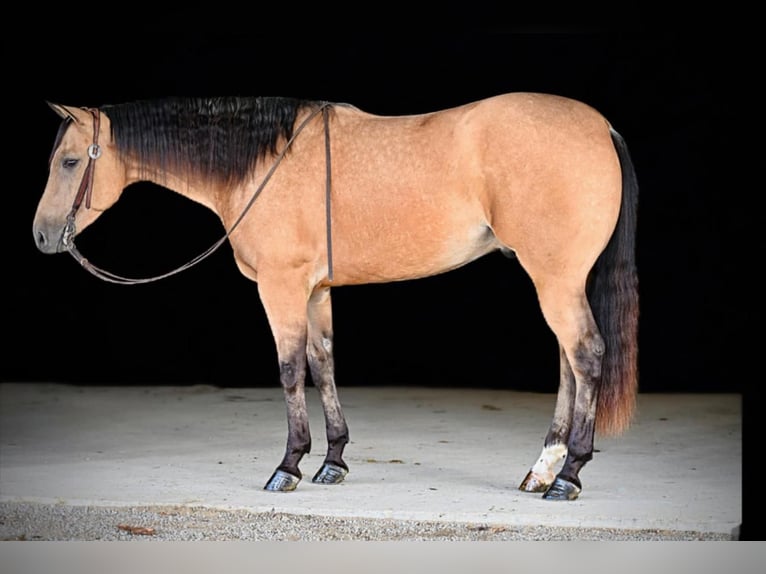 American Quarter Horse Ruin 4 Jaar 157 cm Buckskin in Clarion, PA