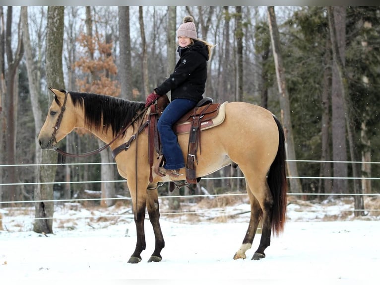 American Quarter Horse Ruin 4 Jaar 157 cm Buckskin in Clarion, PA