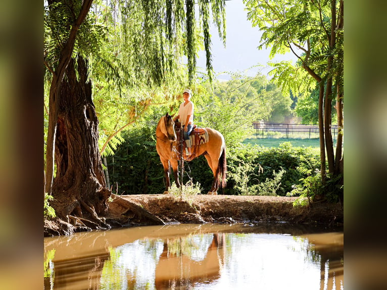 American Quarter Horse Ruin 4 Jaar 157 cm Buckskin in Camp Verde, AZ