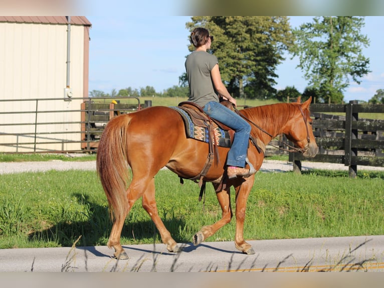 American Quarter Horse Ruin 4 Jaar 157 cm Donkere-vos in Sonora KY