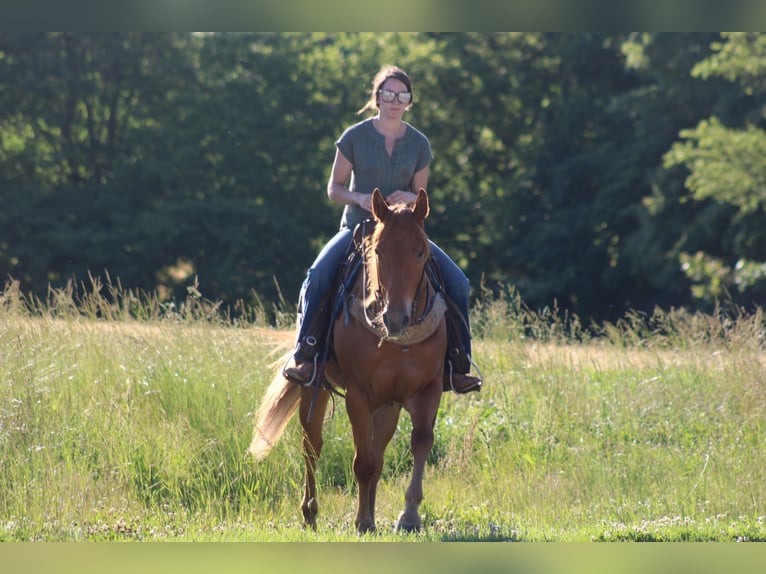 American Quarter Horse Ruin 4 Jaar 157 cm Donkere-vos in Sonora KY