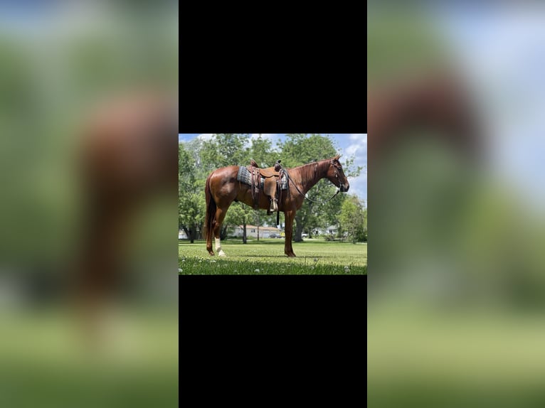 American Quarter Horse Ruin 4 Jaar 157 cm Donkere-vos in Zearing IA