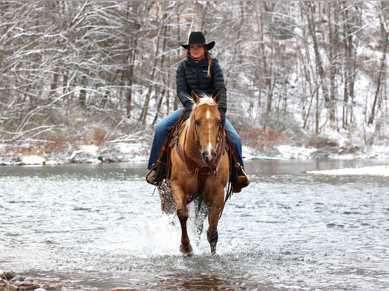 American Quarter Horse Ruin 4 Jaar 157 cm Palomino in Clarion