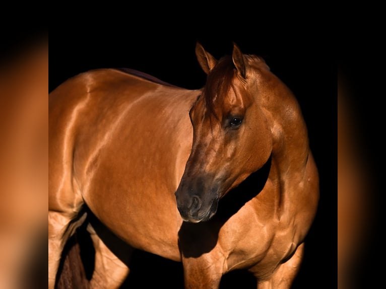 American Quarter Horse Ruin 4 Jaar 157 cm Red Dun in Waco, TX