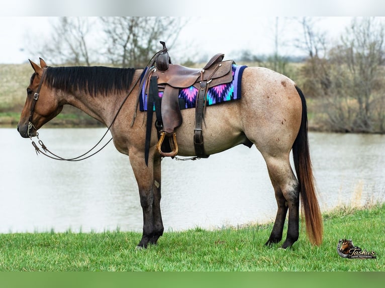 American Quarter Horse Ruin 4 Jaar 157 cm Roan-Bay in Henderson