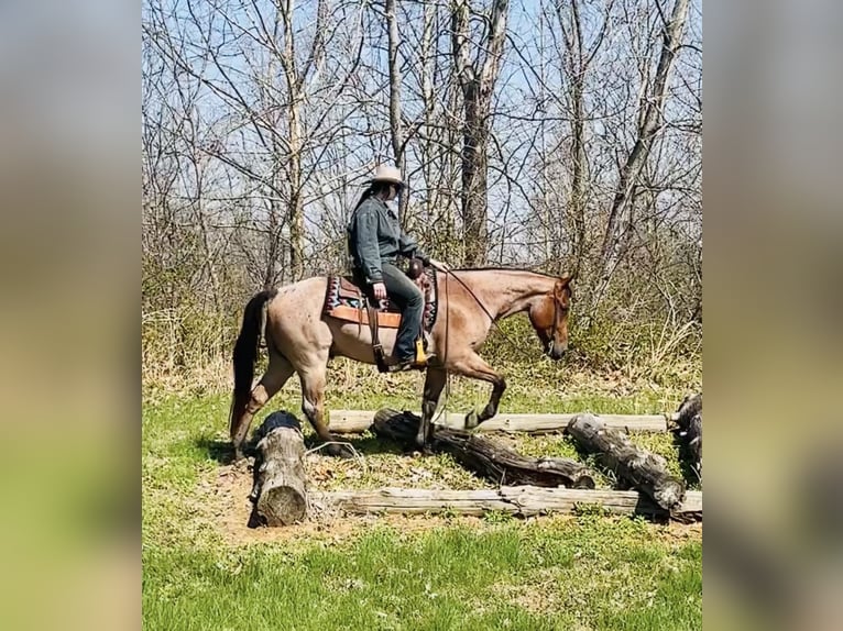 American Quarter Horse Ruin 4 Jaar 157 cm Roan-Bay in Henderson