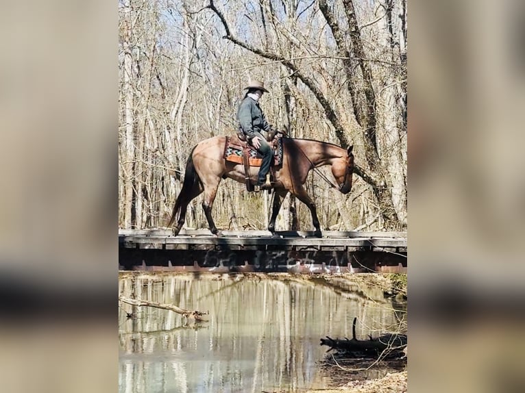 American Quarter Horse Ruin 4 Jaar 157 cm Roan-Bay in Henderson