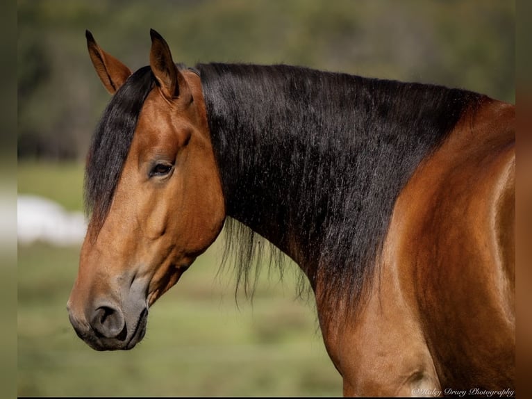 American Quarter Horse Mix Ruin 4 Jaar 157 cm Roodbruin in Auburn, KY