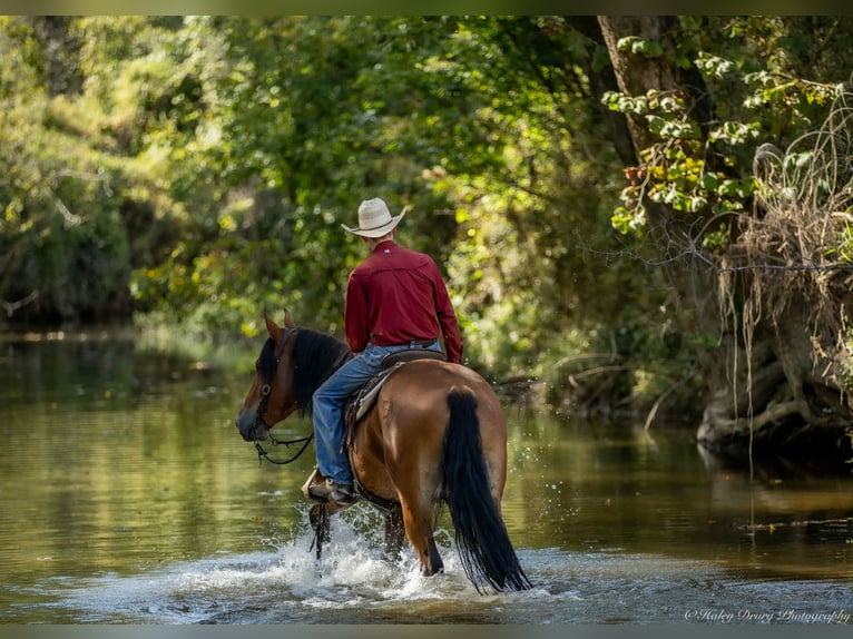 American Quarter Horse Mix Ruin 4 Jaar 157 cm Roodbruin in Auburn, KY