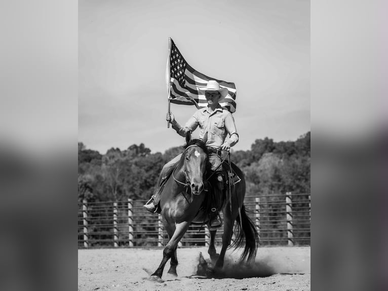 American Quarter Horse Mix Ruin 4 Jaar 157 cm Roodbruin in Auburn, KY