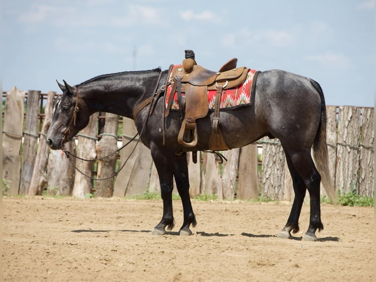 American Quarter Horse Ruin 4 Jaar 157 cm Schimmel in Bernard, IA