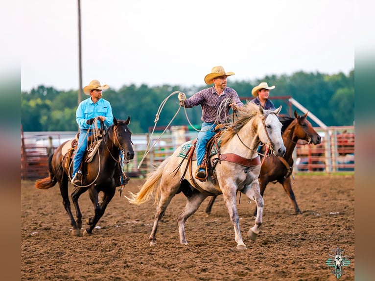 American Quarter Horse Ruin 4 Jaar 157 cm Schimmel in Shelbina, MO