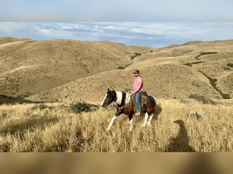 American Quarter Horse Ruin 4 Jaar 157 cm Tobiano-alle-kleuren in Caldwell ID