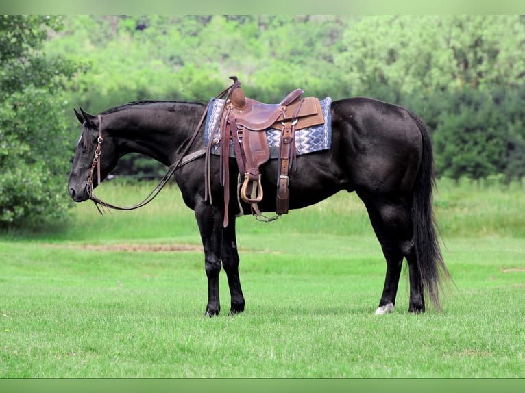 American Quarter Horse Ruin 4 Jaar 157 cm Zwart in Joy, IL