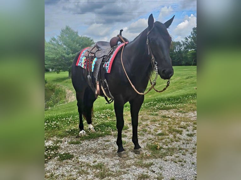 American Quarter Horse Ruin 4 Jaar 157 cm Zwart in Robards