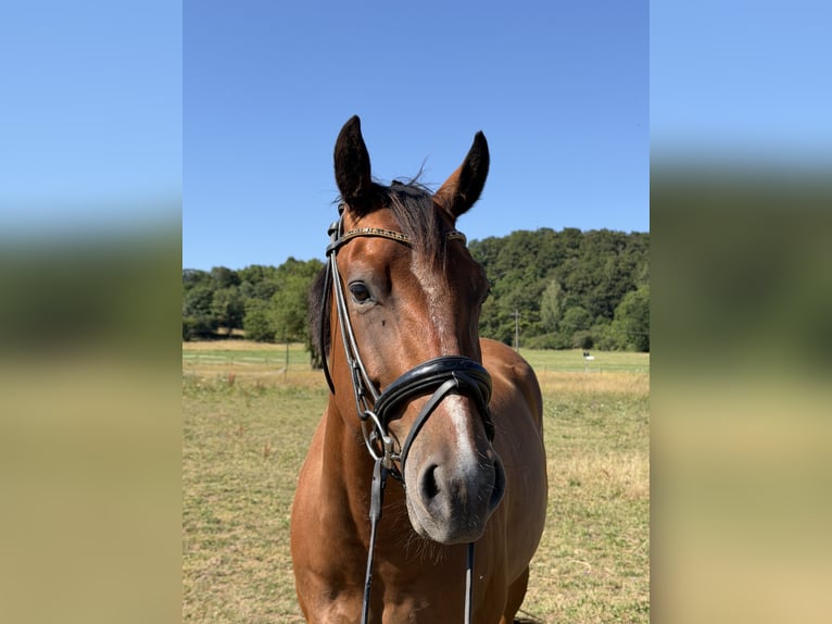 American Quarter Horse Ruin 4 Jaar 158 cm Bruin in Auengrund