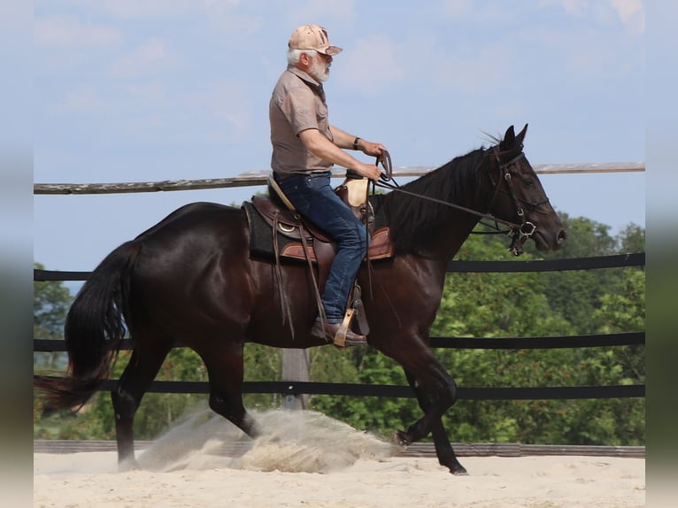 American Quarter Horse Ruin 4 Jaar 158 cm Zwart in Müglitztal