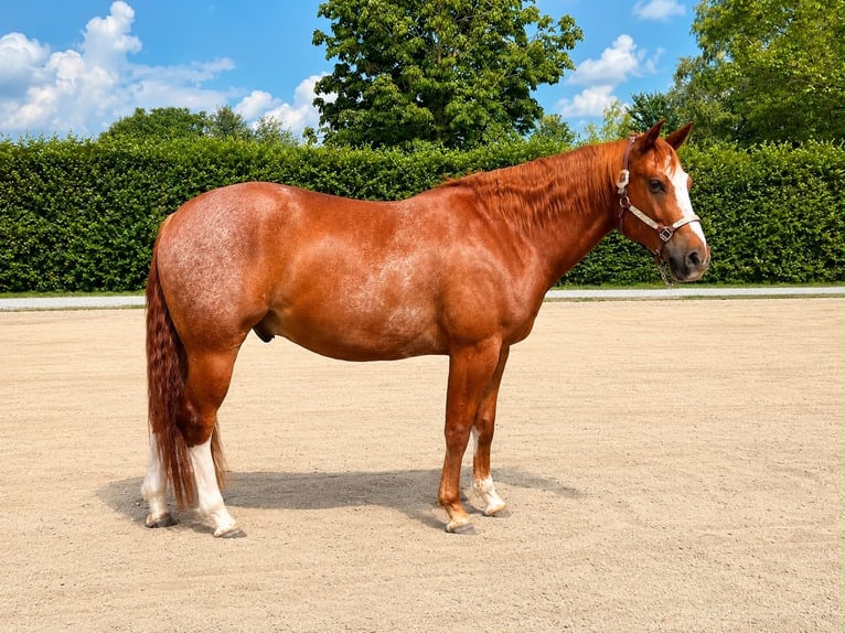 American Quarter Horse Ruin 4 Jaar 159 cm Rabicano in Moosthenning
